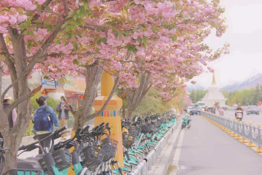 塘栖古镇 收下这份赏花图鉴，走进西藏初夏的梦境