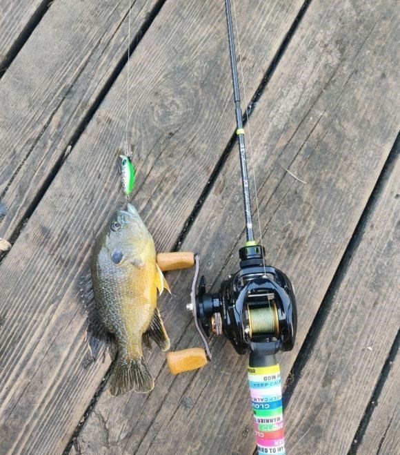 长江|野生狗鱼再现？四川钓鱼人钓到狗鱼，长江君：很可能是放生的