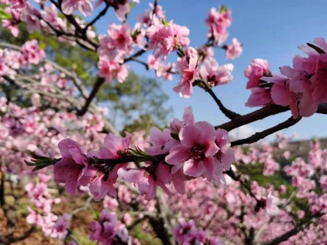 |1月6日-1月27日,享福不断,富贵平安,夜夜都能笑醒的4大生肖