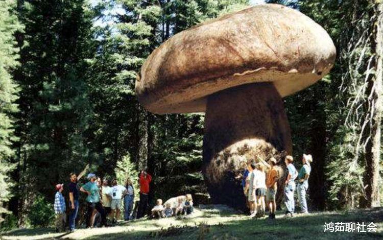 世界上已知的最大生物是什么?并非是深海巨兽“蓝鲸”,而是“它”!