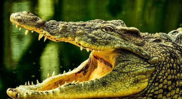 鳄鱼 鳄鱼家族有多倒霉？努力两亿年，每次都在要称霸时被地球“针对”