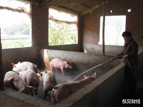 金融市场 股价腰斩，市值蒸发1186亿！昔日的猪肉“一哥”怎么了？