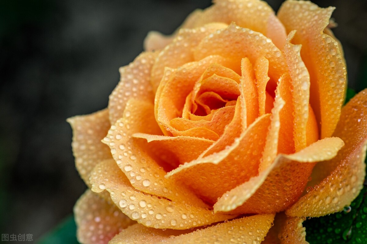 你好除夕|心理测试:凭感觉选一朵花,测你这辈子活得明白吗?