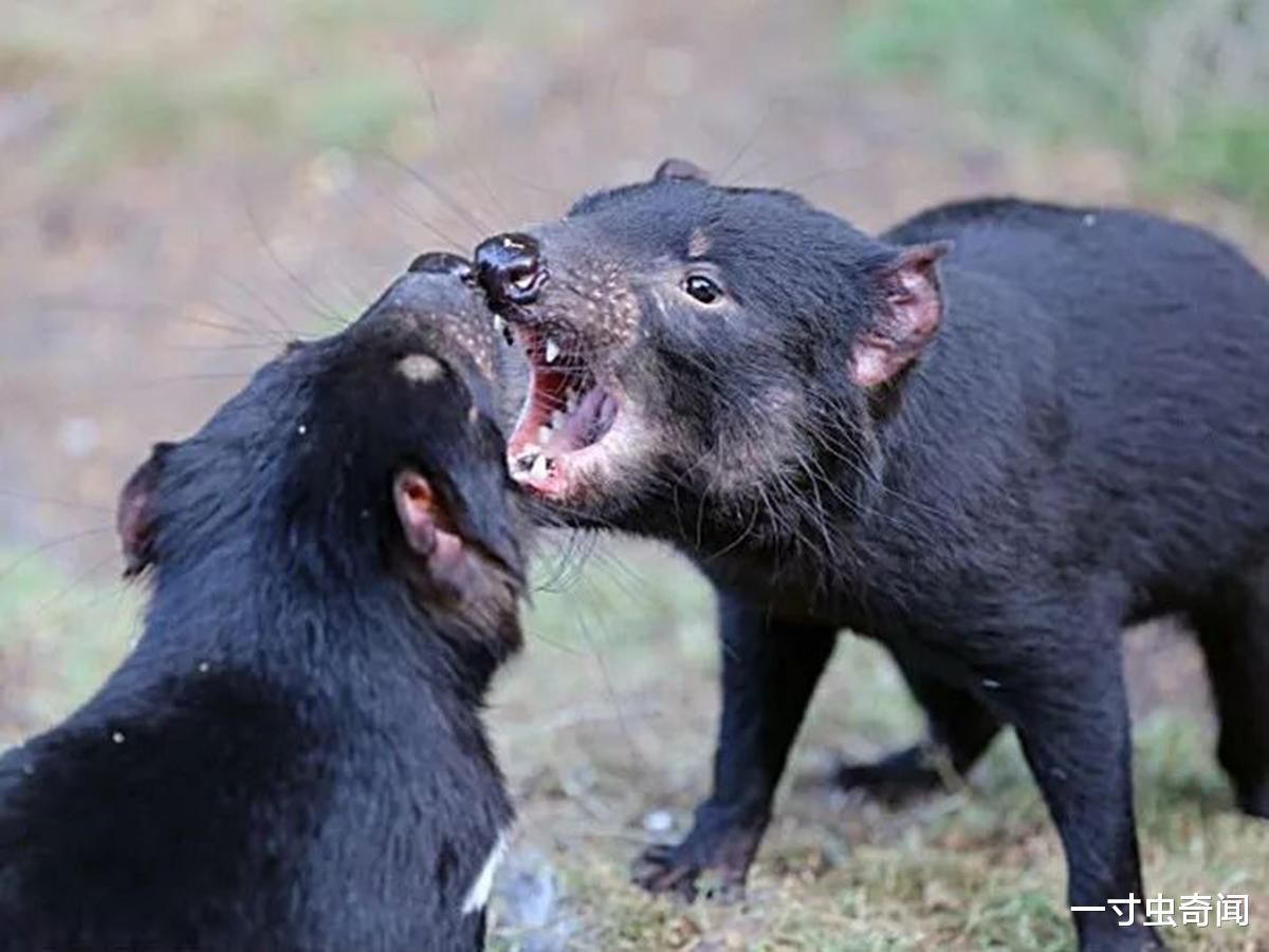 一寸虫奇闻|全球每小时300人死于癌症,为何没听说动物患癌?动物对癌免疫吗