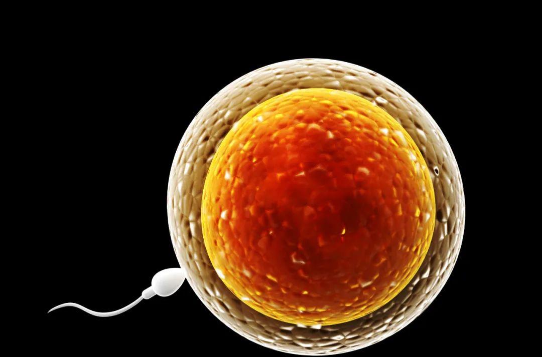 科学家 科学家新发现:精子在与卵子结合的一刹那,会爆发出奇特“火焰”