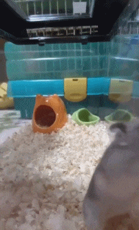 动物庄园|老婆被公司安排出差,她说酒店环境很好,我该怎么提醒她注意安全?