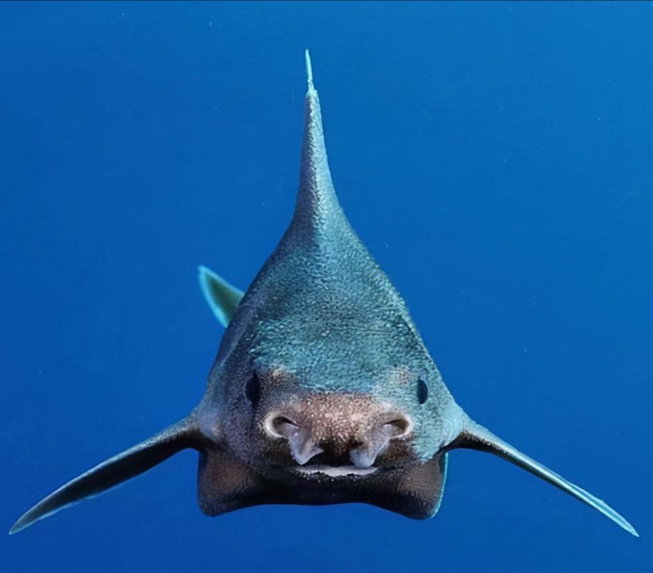 鲨鱼 外观如“猪+鲨鱼”混种！意大利海军捞到“海怪”尸体