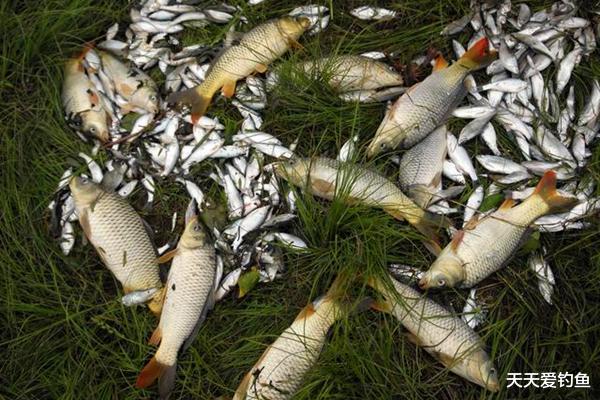 五菱征途|春季除了鲫鱼好钓，别忘了这些鱼类也陆续开口，开始变得好钓