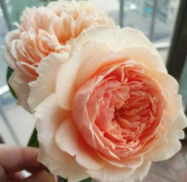 判达说事 5月开始，热风四起，相思难耐，爱火烧心，疯狂挽回前任