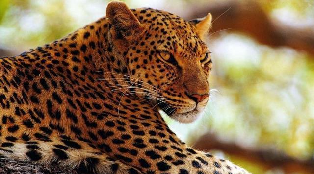 真实存在的黑豹，为什么出现在马来西亚？是什么原因造成的？