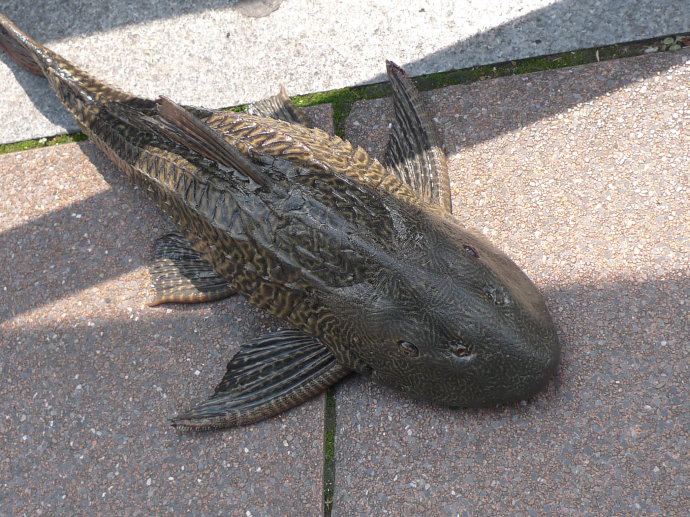 清道夫在我国泛滥成灾,为何在印度却栽了跟头,专家:原因很简单