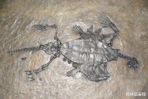 蝙蝠 进化论最大的bug，乌龟起源成谜，为何温度能决定后代性别？