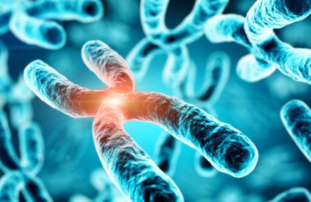 染色体 人类Y染色体正在消失,未来还有男人吗?科学家给出解释