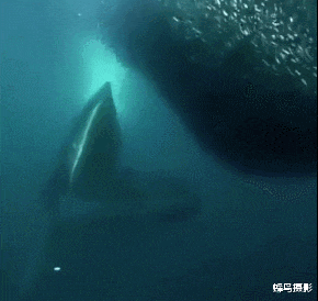 陨石 33张罕见的照片，国外硬币里的剑可以拔出，戒指用恐龙骨陨石制造