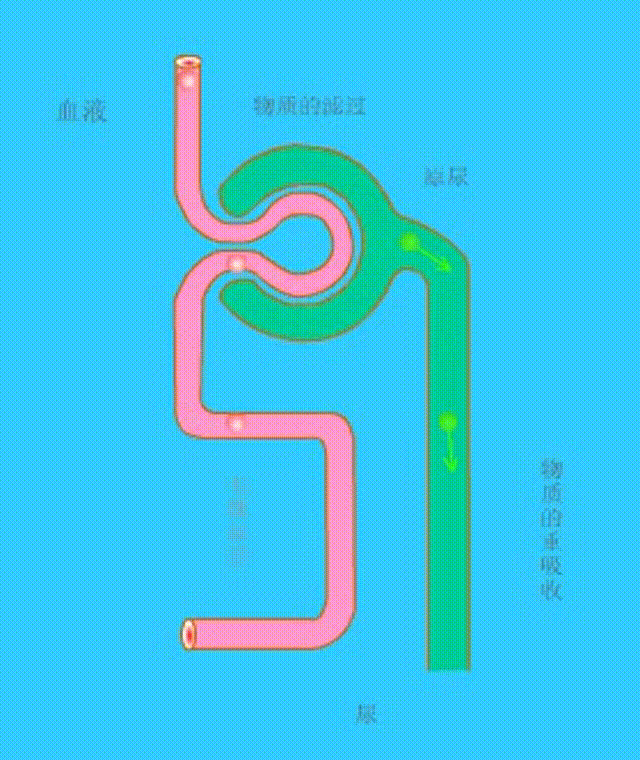  初中生物：中学生物精美动图GIF，边看边学！