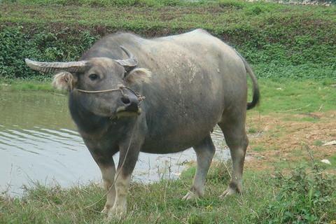 你的模样|几月出生属牛人有才气有福气？来日能做个有钱人