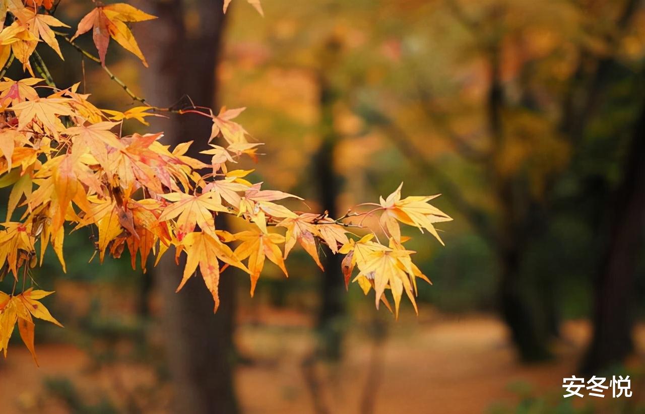 安冬悦|九月:在最美的秋天,遇见你