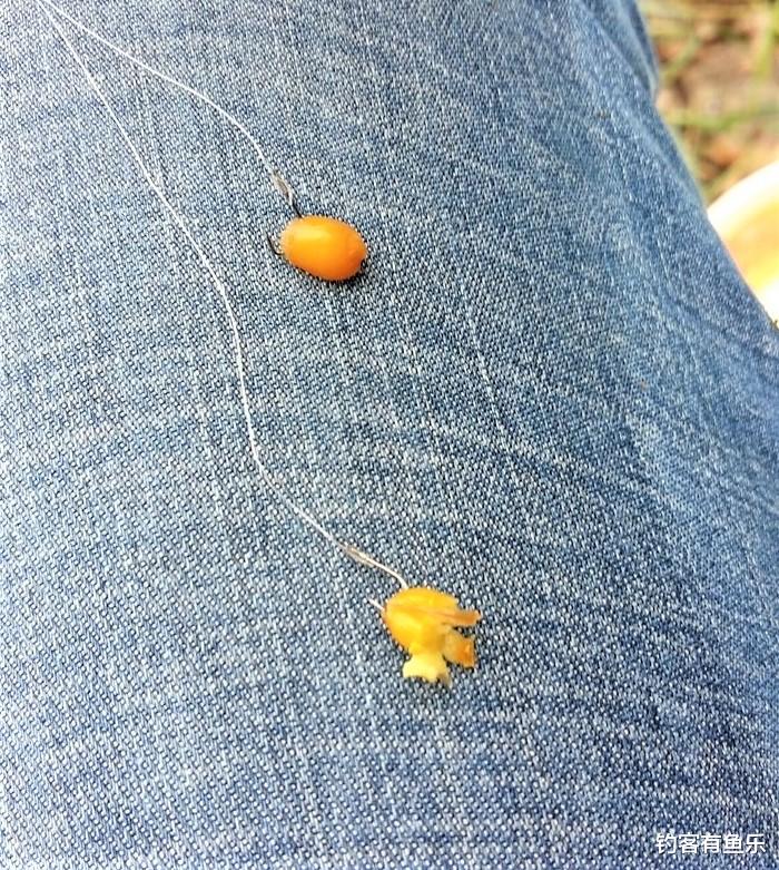|夏季用这两种饵料钓鱼,不但能钓大鱼,还可防止小杂鱼闹窝