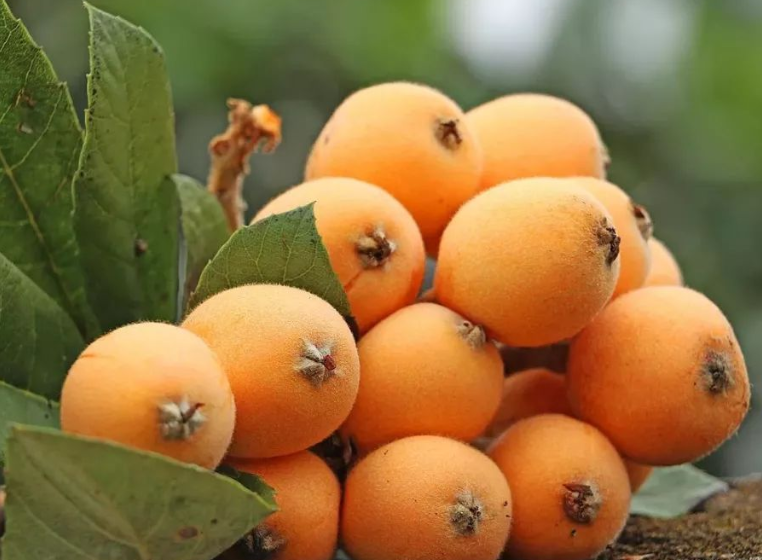 千金芳|最新公布的养肺食物,绿豆汤只能排第三,第一名你绝对猜不到