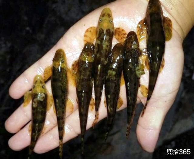 广西|虚惊一场！广西男子深山野钓遇“怪鱼”，疑似保护动物求网友鉴定