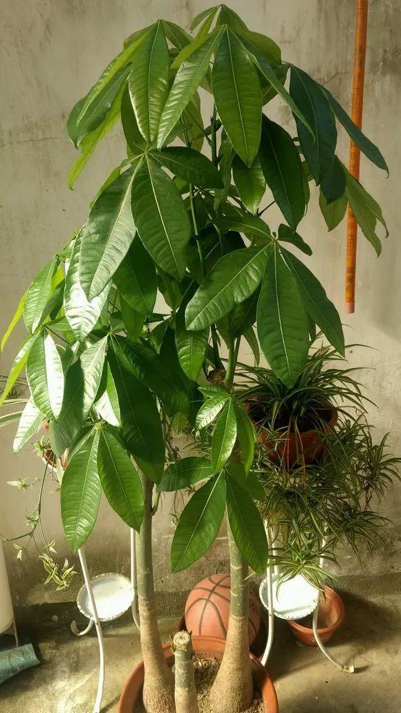 客厅|8种“招财树”,养在客厅里,高大笔挺,威武又气派,招财又旺宅