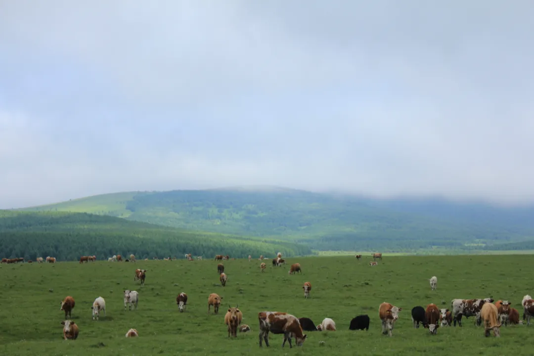 伊犁 有一种美,叫夏天的草原