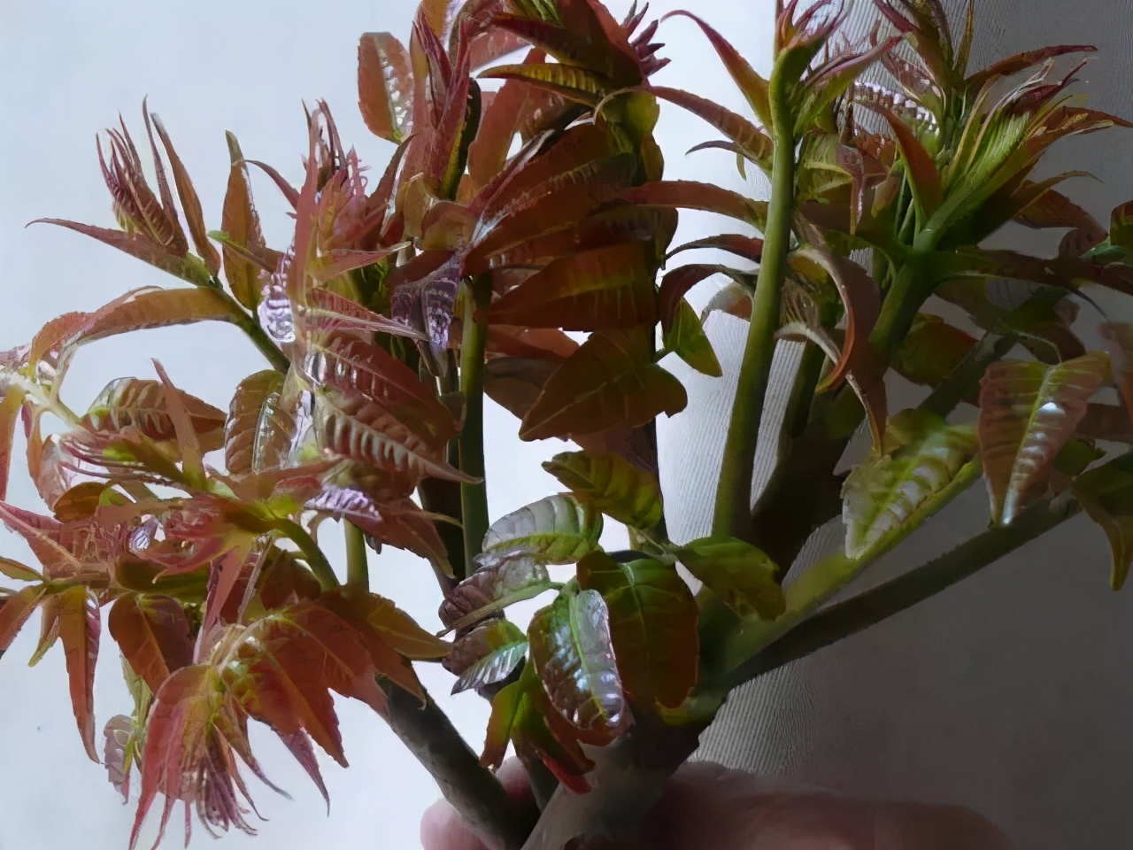 社会热点传播正能量 路人误把核桃树当香椿树,叶子被薅光,主人挂牌提示:炒不成鸡蛋