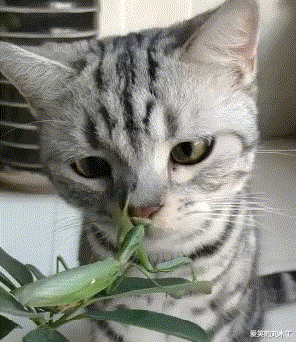 火炮|“女朋友踩我键盘不让玩游戏,现在怎么选?”选火炮