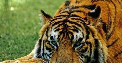 依科育儿吧 黑龙江又把老虎放走了，黑龙江为啥要放走老虎？不怕老虎伤人吗？