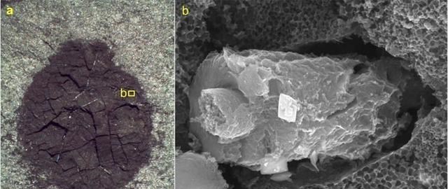 陆龟 中外古生物学家在“枯燥的十亿年”中发现了12种真核生物化石