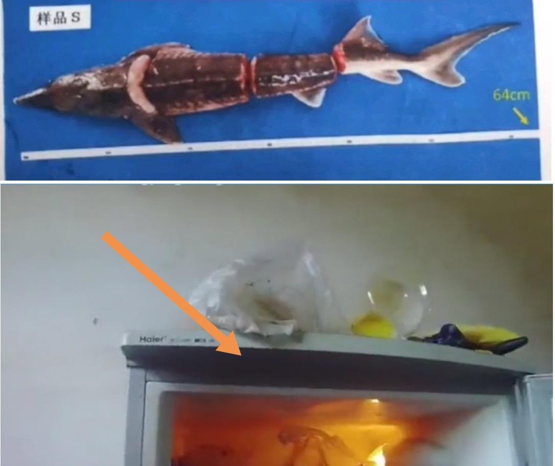 中华鲟 50万元“牢底坐穿鱼”被捕杀，男子因妻拍视频被抓，后果有多严重