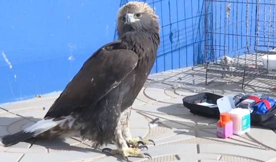 蔡文泉|“鸟中霸王”落难内蒙古,身体虚弱翅膀有伤,什么动物敢伤金雕?