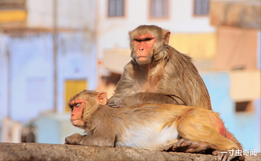 野生动物 野生动物在城市，人与动物的矛盾不可调和？其实动物会在城市进化