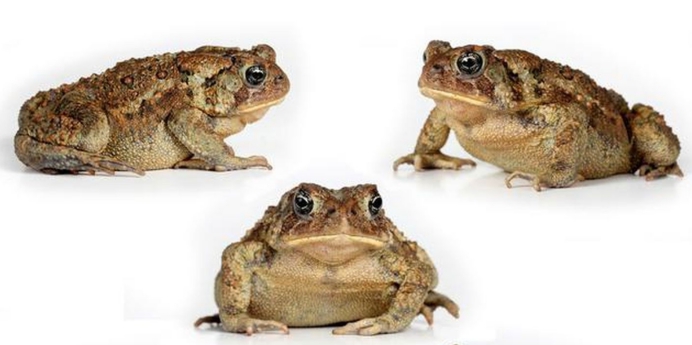 大地震 大地震前动物普遍异常，为何人类不用它们来预测？真没科学依据吗