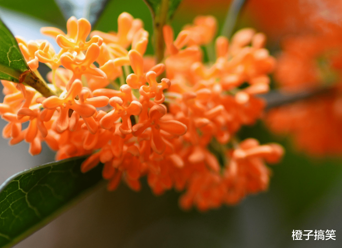 金牛座|3月开始横财连连,桃花上升,贵人登门,存款翻倍的星座!