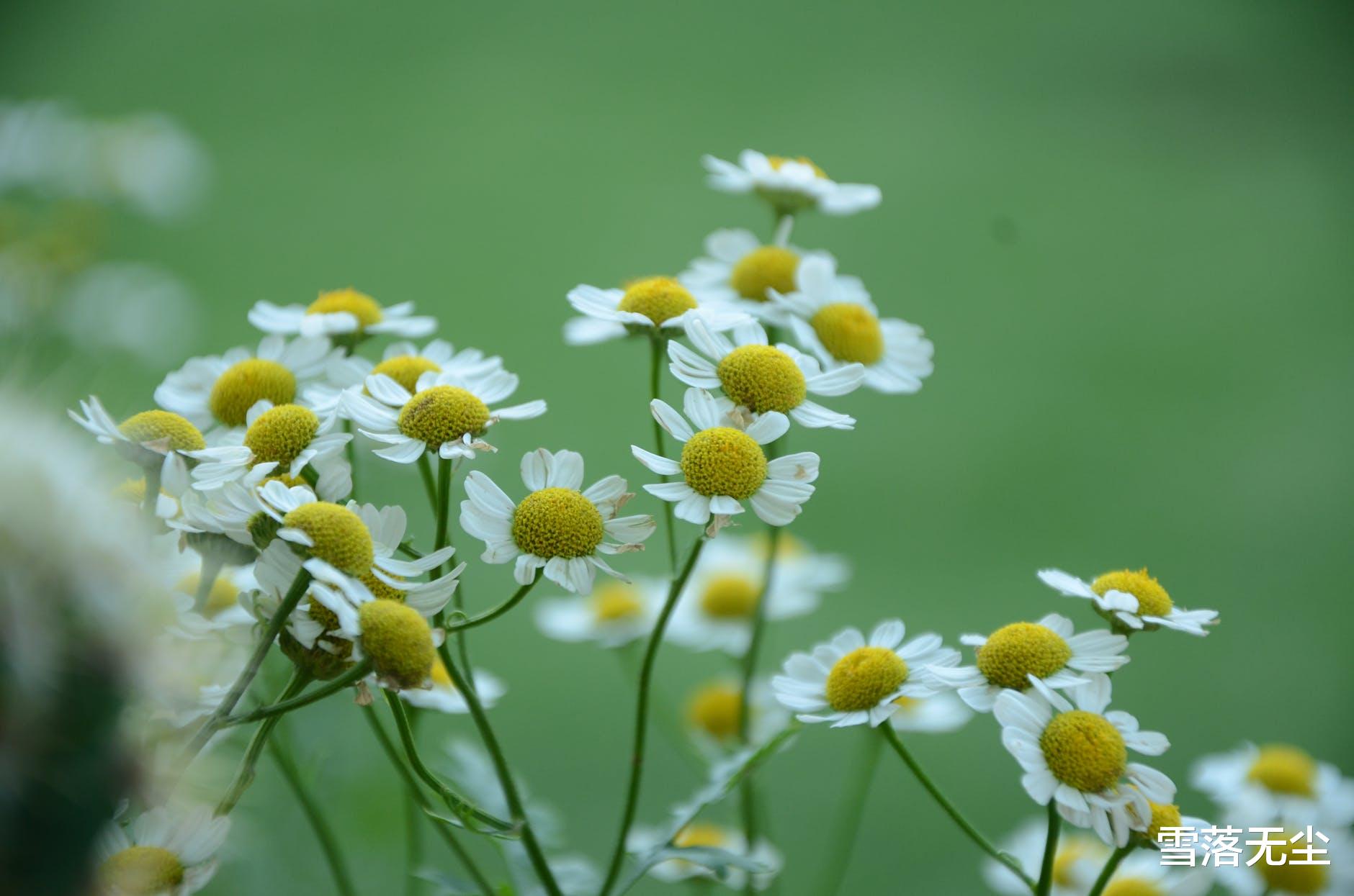 雪落无尘|人至中年，有些事就别再执着了，省得自讨苦吃