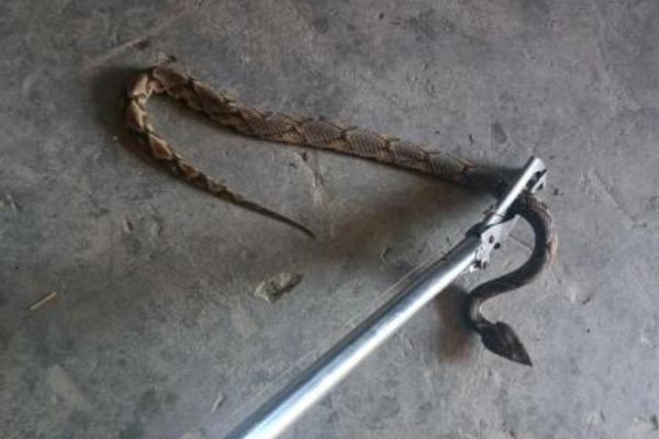  毒性一般伤害极高，五步蛇究竟多恐怖？被咬后切除伤口真的可行吗