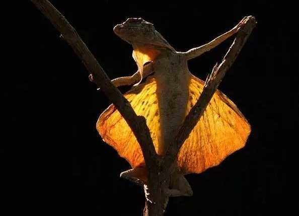 爬行动物 翼龙再生了?这种蜥蜴正在进化翅膀,已经可以在树林间滑翔