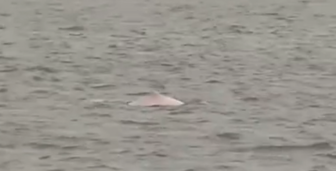 舜網 太罕見！6只粉紅色中華白海豚現身湛江灣，網友：可愛！