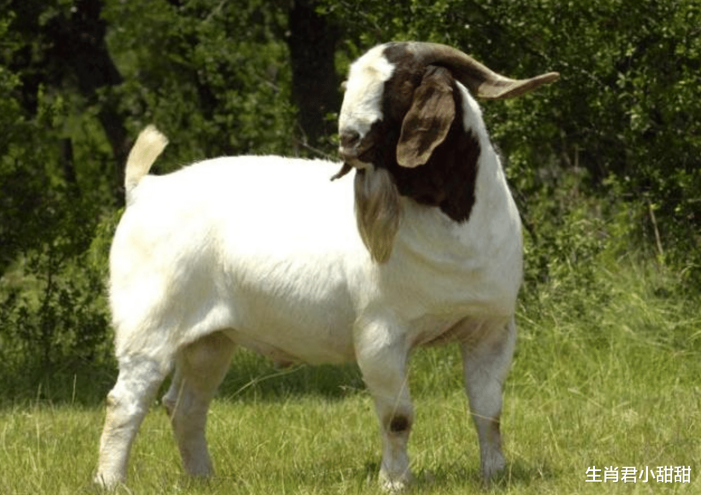 |完美平衡职场和家庭，属羊人在职场如鱼得水，在家庭喜笑颜开