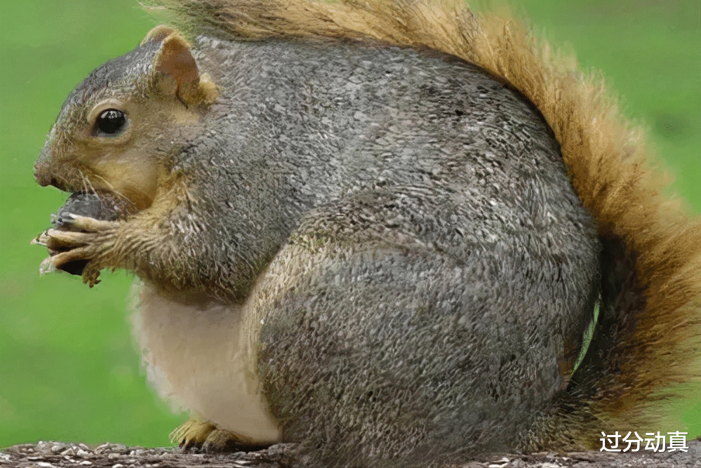 Nature|全球最胖的10个动物，美国出现500公斤的狮虎兽，打破吉尼斯纪录