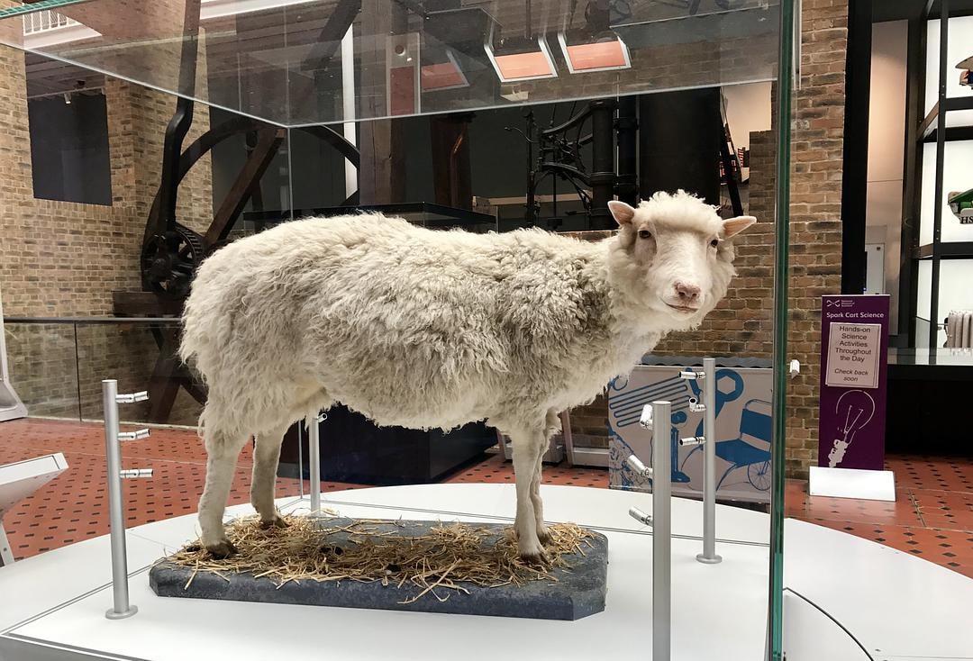 为何科学家很少提克隆了?克隆羊多莉短暂的一生,就是最好的答案