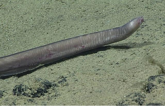 盲鳗|这种生物真可怕!一口黏液让人窒息,身体能瞬间膨胀10000倍
