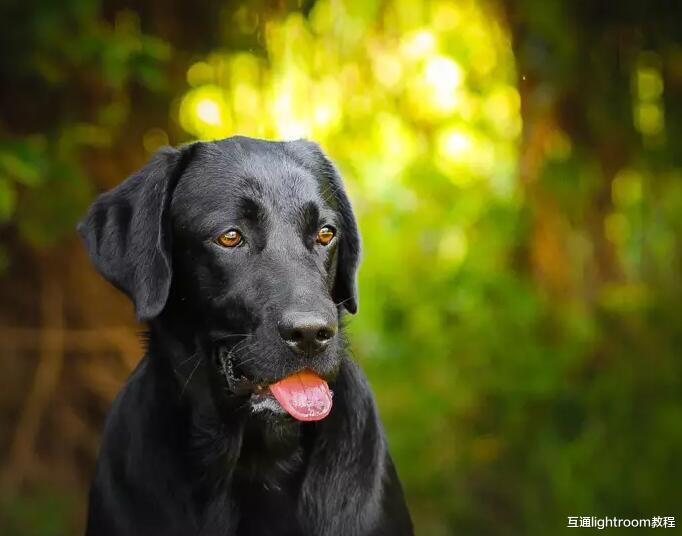聊聊|聊聊黑色宠物照摄影技巧，这篇内容让你拍好黑色宠物主题照！