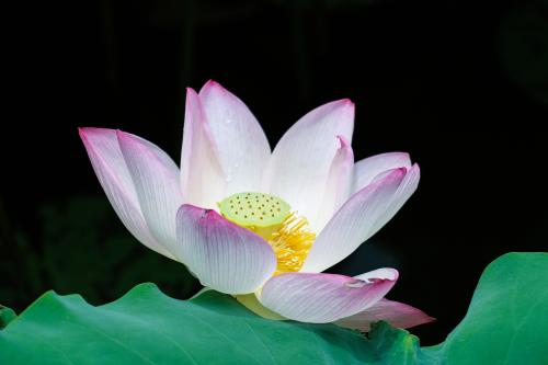 离雨微凉 一个女人,越活越精致的三种迹象