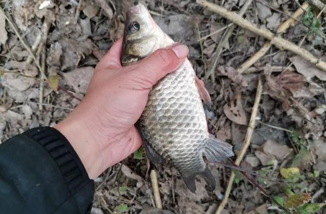 摩尔庄园|冬季钓鱼问得最多的问题，我给你们圈出了7个，记住、要考！