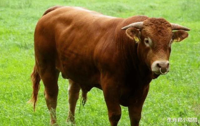 属牛|牛年12月下旬，属牛人牛气冲天，突破重重阻碍创造辉煌
