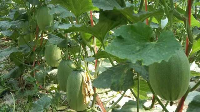 皖美徽乡 快来吃瓜!肥东本土哈密瓜即将上市,八斗富硒哈密瓜等你来摘