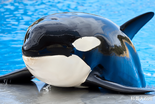 海洋中的大熊猫—虎鲸，靠发达的四肢与聪明的大脑，称霸海洋！