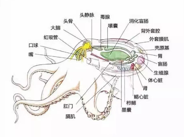 章鱼|章鱼智商高到无法理解？科学家：研究表明，它们可能是外星生物
